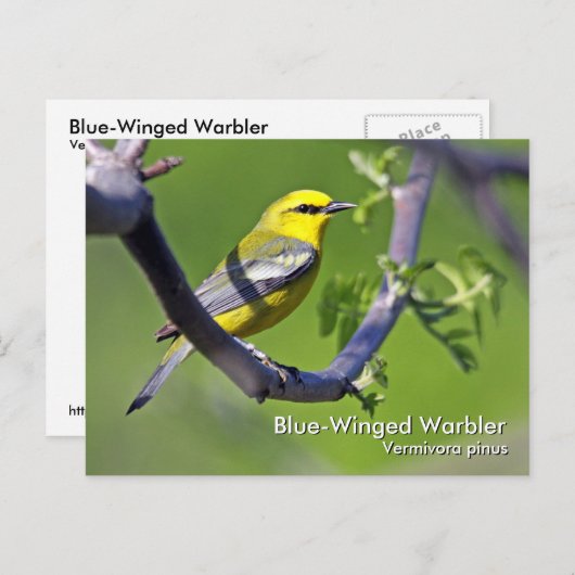 Blue-Winged Warbler-Postkarte Postkarte (Vorne/Hinten)