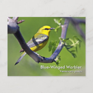 Blue-Winged Warbler-Postkarte Postkarte