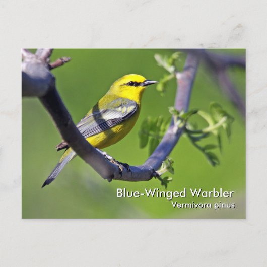 Blue-Winged Warbler-Postkarte Postkarte (Vorderseite)