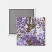 Blue Wisteria 2011 Magnet (Vorderseite/Rückseite)