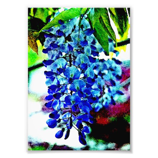 Blue Wisteria Fotodruck (Vorne)