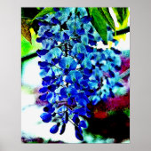 Blue Wisteria Poster (Vorne)