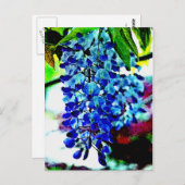 Blue Wisteria Postkarte (Vorne/Hinten)