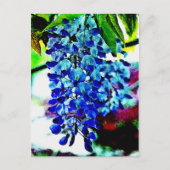 Blue Wisteria Postkarte (Vorderseite)