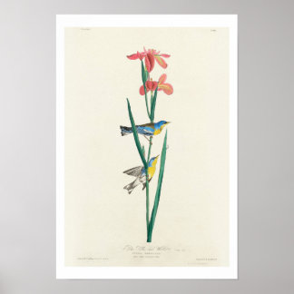 Blue Yellow back Warbler von Audubon Poster