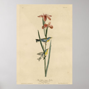 Blue Yellow backed Warbler Poster