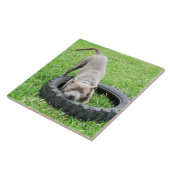 Blue Young Staffordshire Bull Terrier, Fliese (Seite)