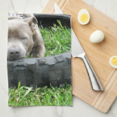 Blue Young Staffordshire Bull Terrier, Handtuch (Viertel Falte)