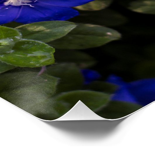 Blue Zwarf Morning Gloriage Print Poster (Ecke)