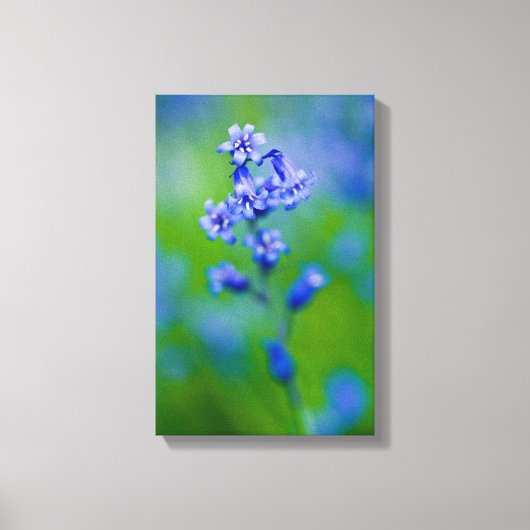Bluebell Blume Canvas print Leinwanddruck (Vorderseite)