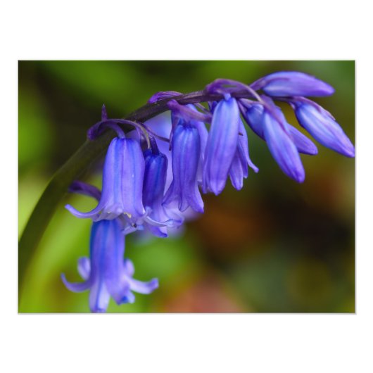 Bluebell-Blume Fotodruck (Vorne)
