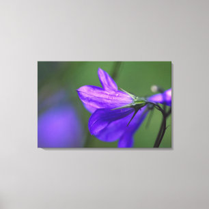 Bluebell Blume im Unabhängigkeitspark Leinwanddruck