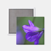 Bluebell Blume im Unabhängigkeitspark Magnet (Vorderseite/Rückseite)