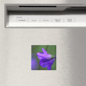 Bluebell Blume im Unabhängigkeitspark Magnet (In Situ (Geschirrspüler))
