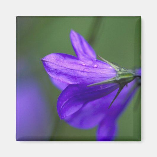 Bluebell Blume im Unabhängigkeitspark Magnet (Vorne)