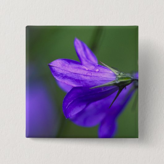 Bluebell Blume in Unabhängigkeit Pass in Button (Vorderseite)