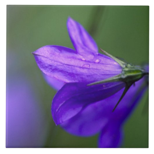 Bluebell Blume in Unabhängigkeit Pass in Fliese (Vorderseite)