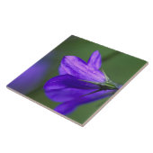 Bluebell Blume in Unabhängigkeit Pass in Fliese (Seite)