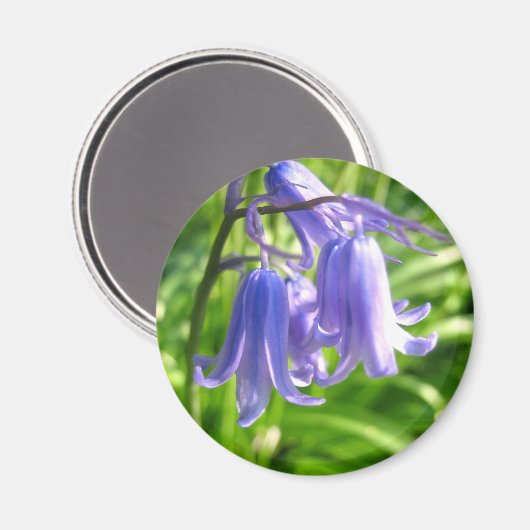 Bluebell Blume - Magnet (Vorderseite/Rückseite)
