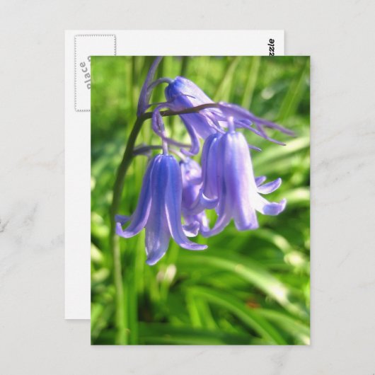 Bluebell-Blume - Postkarte (Vorne/Hinten)