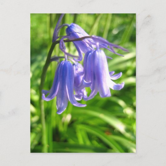 Bluebell-Blume - Postkarte (Vorderseite)