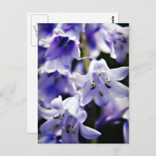 Bluebell-Blume-Postkarte Postkarte (Vorne/Hinten)