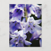Bluebell-Blume-Postkarte Postkarte (Vorderseite)