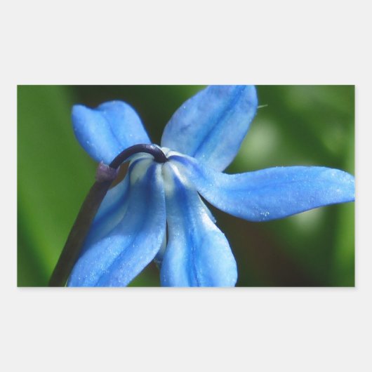 Bluebell-Blume Rechteckiger Aufkleber (Vorderseite)