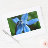 Bluebell-Blume Rechteckiger Aufkleber (Umschlag)