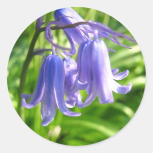 Bluebell-Blumen - Aufkleber