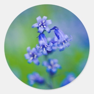 Bluebell-Blumenaufkleber Runder Aufkleber