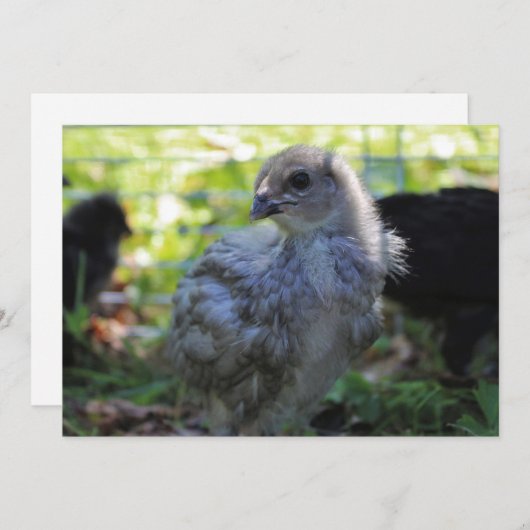 Bluebell Einladung (Vorne/Hinten)