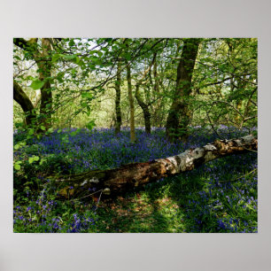 Bluebell Forrest Wild Blume Fotografie Poster