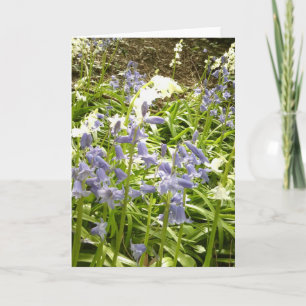 Bluebell-Fotos / Details 2 - Frühjahr 2016-Karte Karte