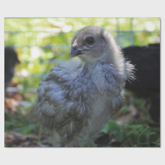 Bluebell Geschenkpapier (Flach)