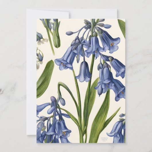 Bluebell (Harebell) Botanical Pattern Invitation Einladung (Rückseite)