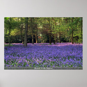 Bluebell-Holz, England Poster