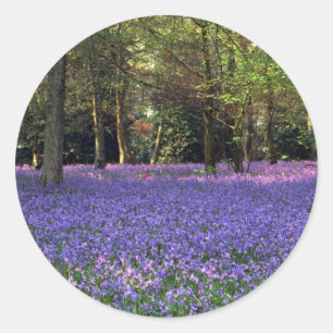 Bluebell-Holz, England Runder Aufkleber