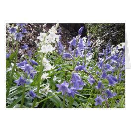 Bluebell-Holz-Fotonahaufnahmen/Inc. Text auf