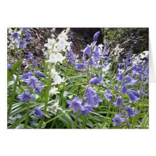 Bluebell-Holz-Fotonahaufnahmen/Inc. Text auf