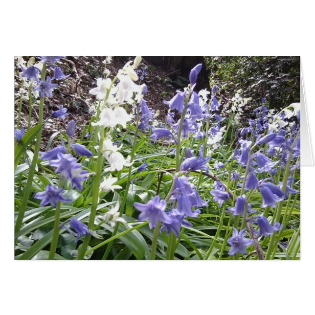 Bluebell-Holz-Fotonahaufnahmen/Inc. Text auf (Vorderseite (Horizontal))