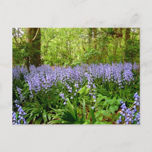 BLUEBELL HOLZ ~ POSTCARD POSTKARTE (Vorderseite)