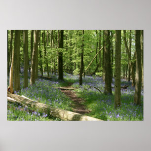 Bluebell-Holz Poster