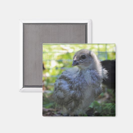 Bluebell Magnet (Vorderseite/Rückseite)