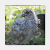 Bluebell Magnet (Vorne)