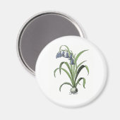 Bluebell Magnet (Vorderseite/Rückseite)