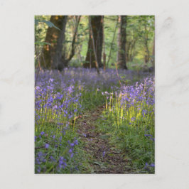 Bluebell Path Postcard Postkarte