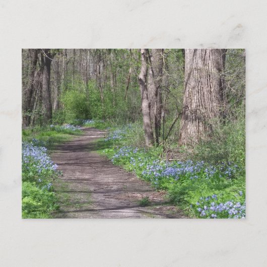 Bluebell Path Postkarte (Vorderseite)