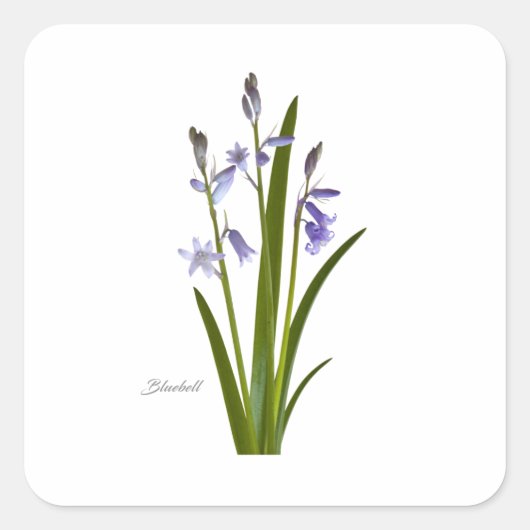 Bluebell Quadratischer Aufkleber (Vorderseite)