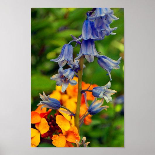 Bluebell Spring Flowers Hyacinthoides Poster (Vorne)